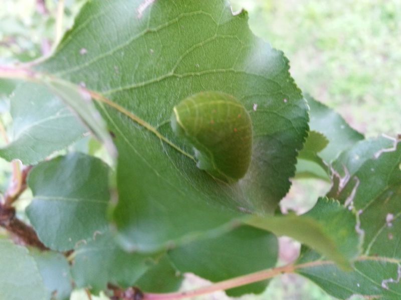 Bruco verde - Iphiclides podalirius